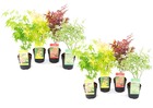 Acer palmatum 'atropurpureum', 'going green', 'orange dream', 'butterfly' - set de 8 - pot de 10,5cm - hauteur 25-40cm