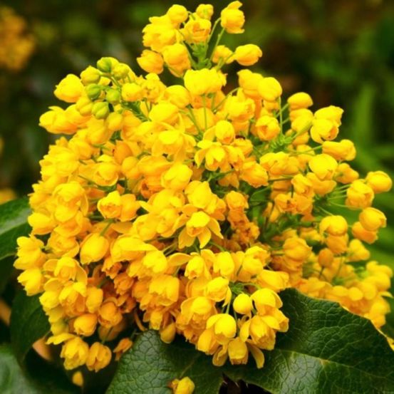 MAHONIA F DE HOUX GF H20A40-(766426)