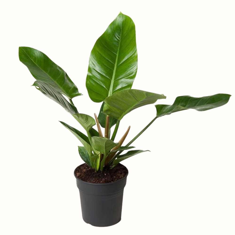 Philodendron imperial green - 60cm