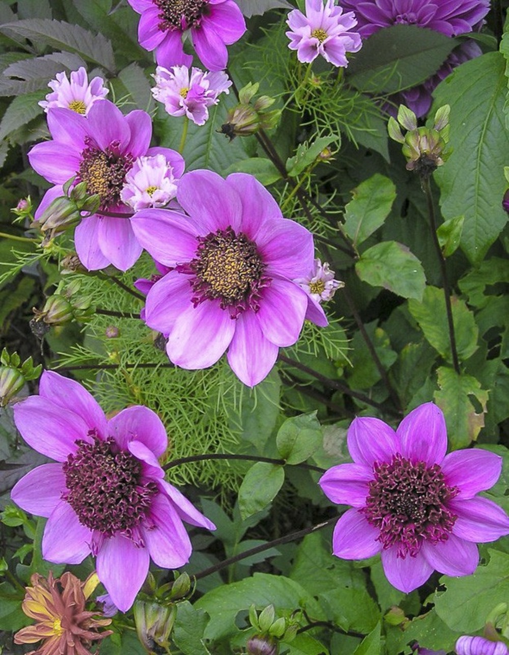 Dahlia anémone 'blue bayou' bulbe calibre i