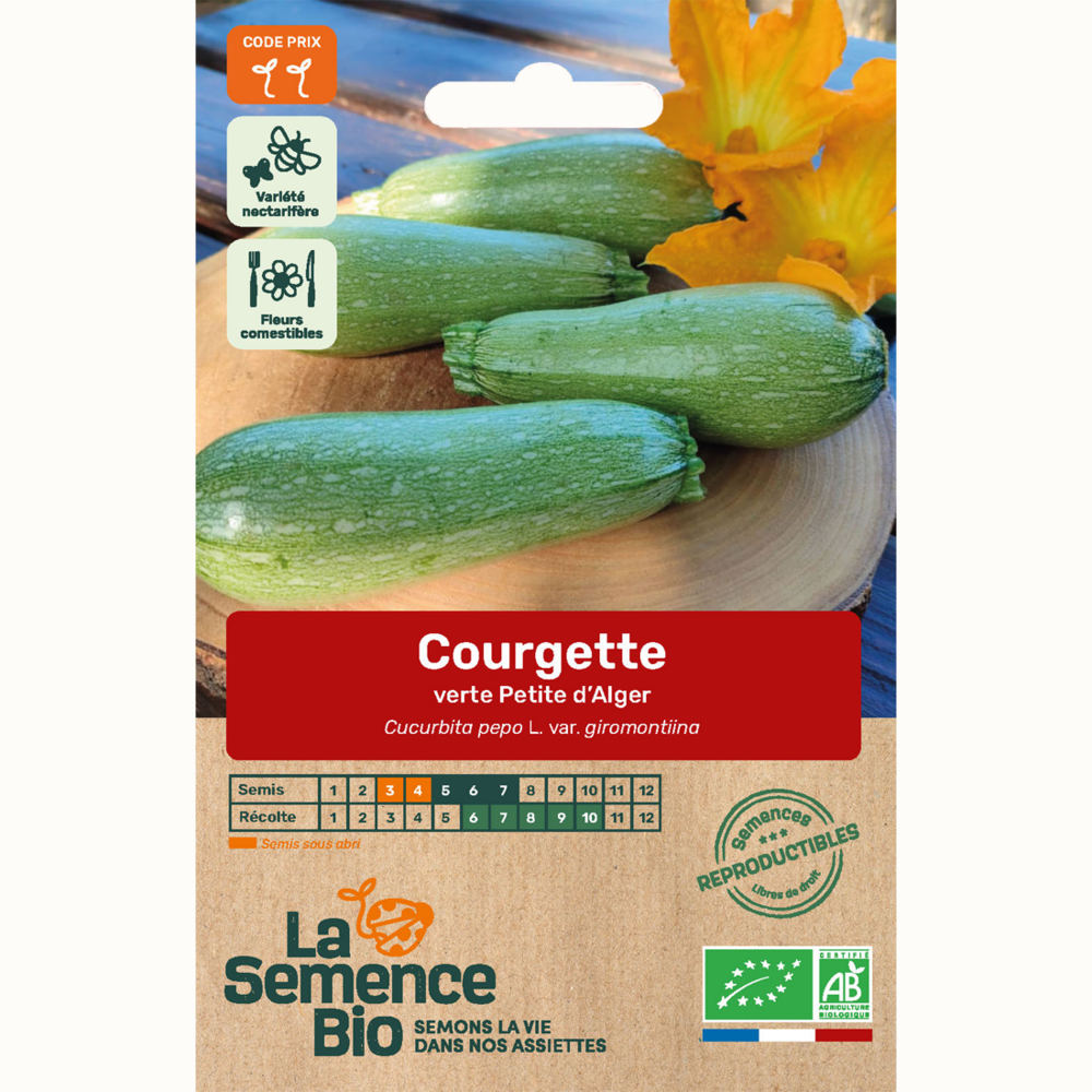 Courgette verte petite d'alger - graines bio