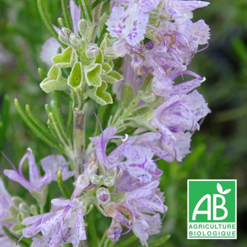 Romarin majorca pink - sans traitement lot de 9 godets