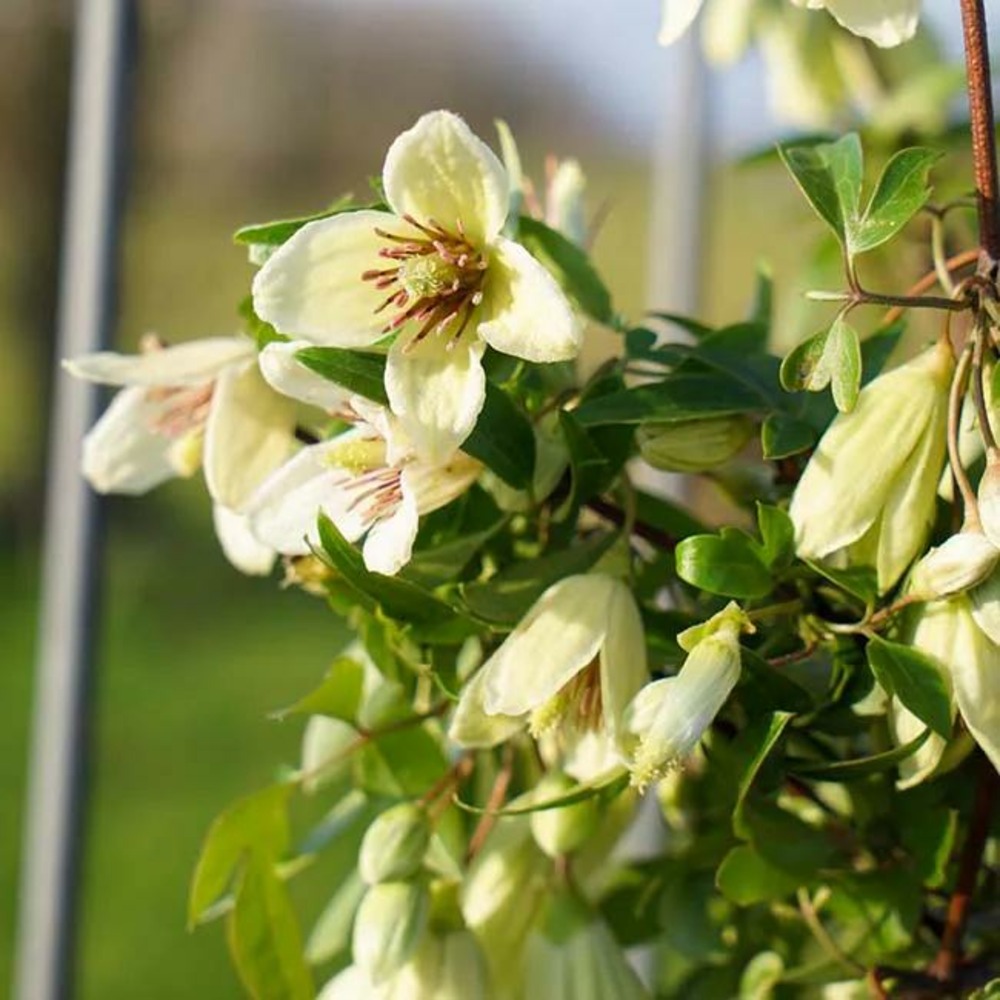 Clématite de noël 'christmas surprise®' clematis cirrhosa 3l - 60/90cm