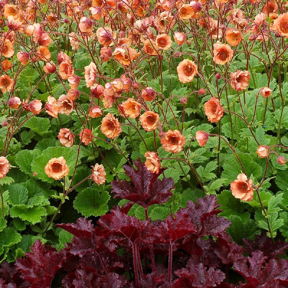 Benoîte tempo ® 'orange' lot de 9 godets