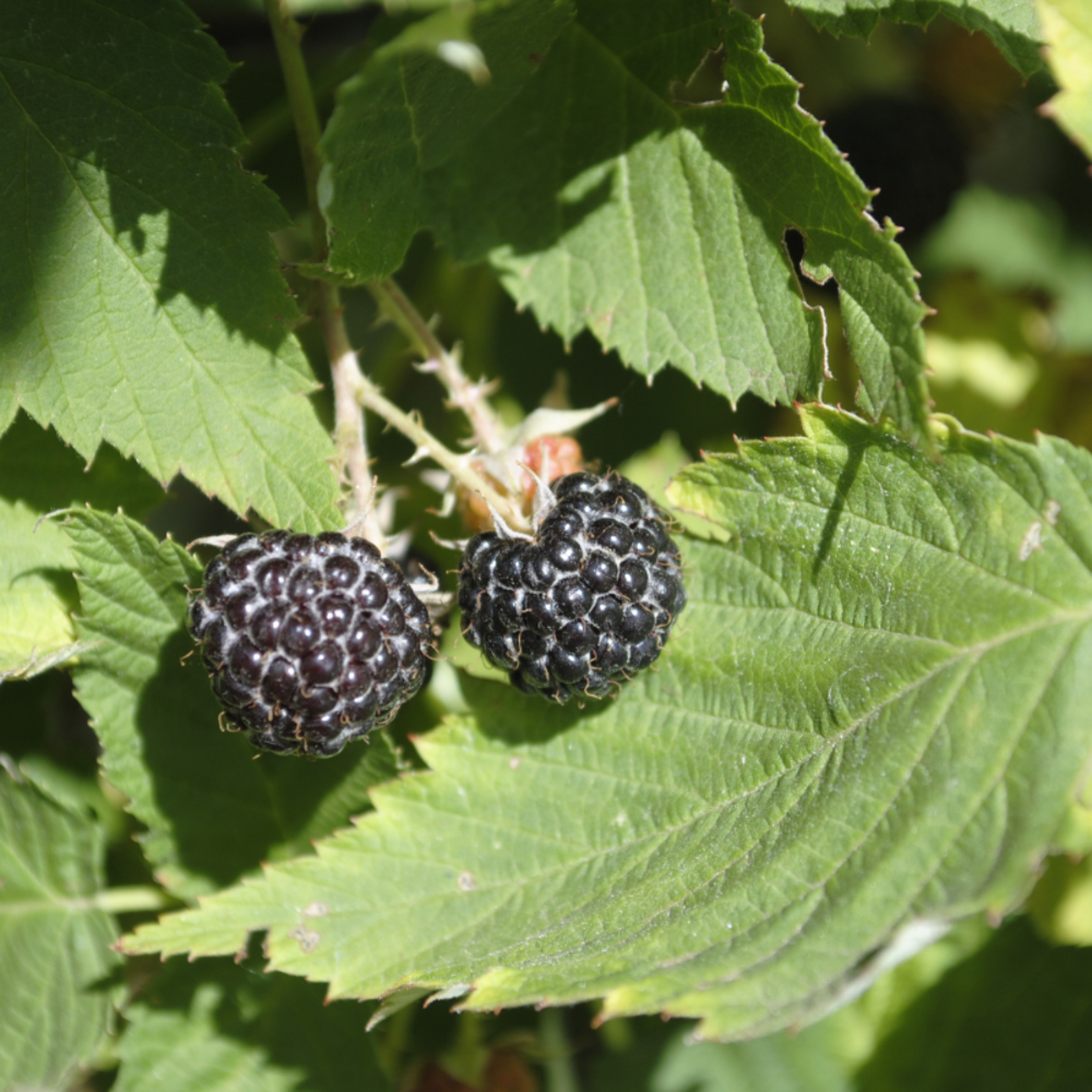 Framboisier black jewel - rubus idaeus black jewel 50/60cm