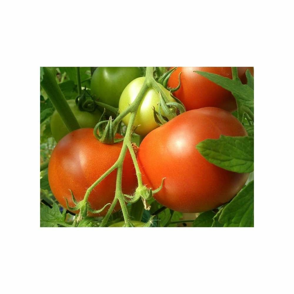 Graines de tomate hybride f1 paola