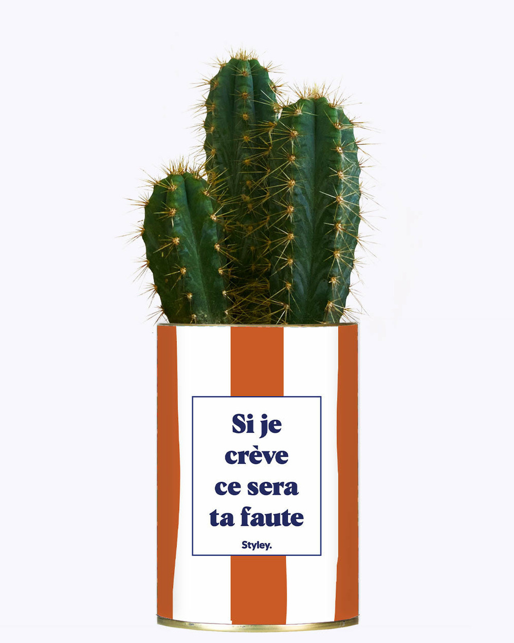 Plante facile à entretenir - si je crève ce sera ta faute - plante