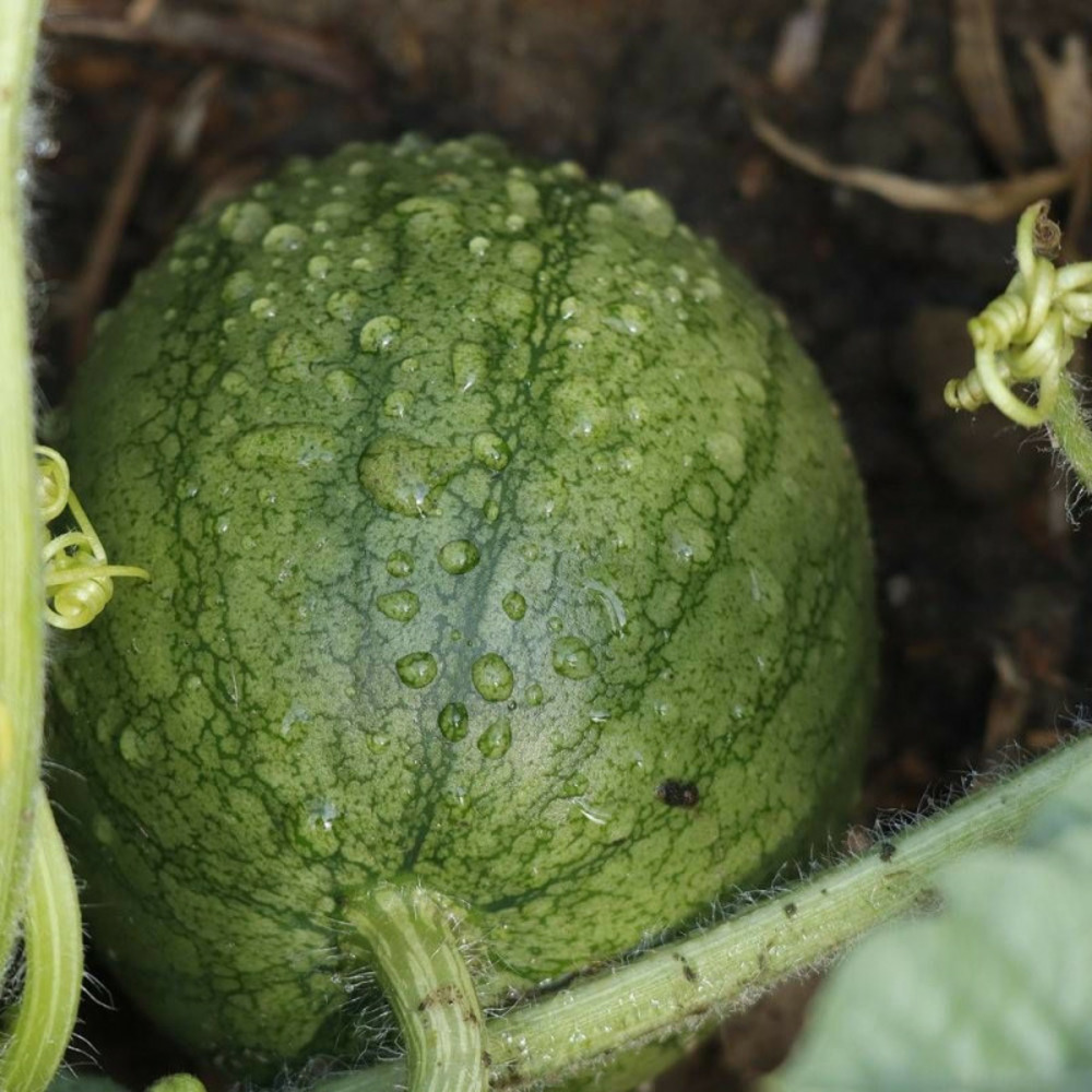 Graines de pastèque sugar baby - vilmorin sachet