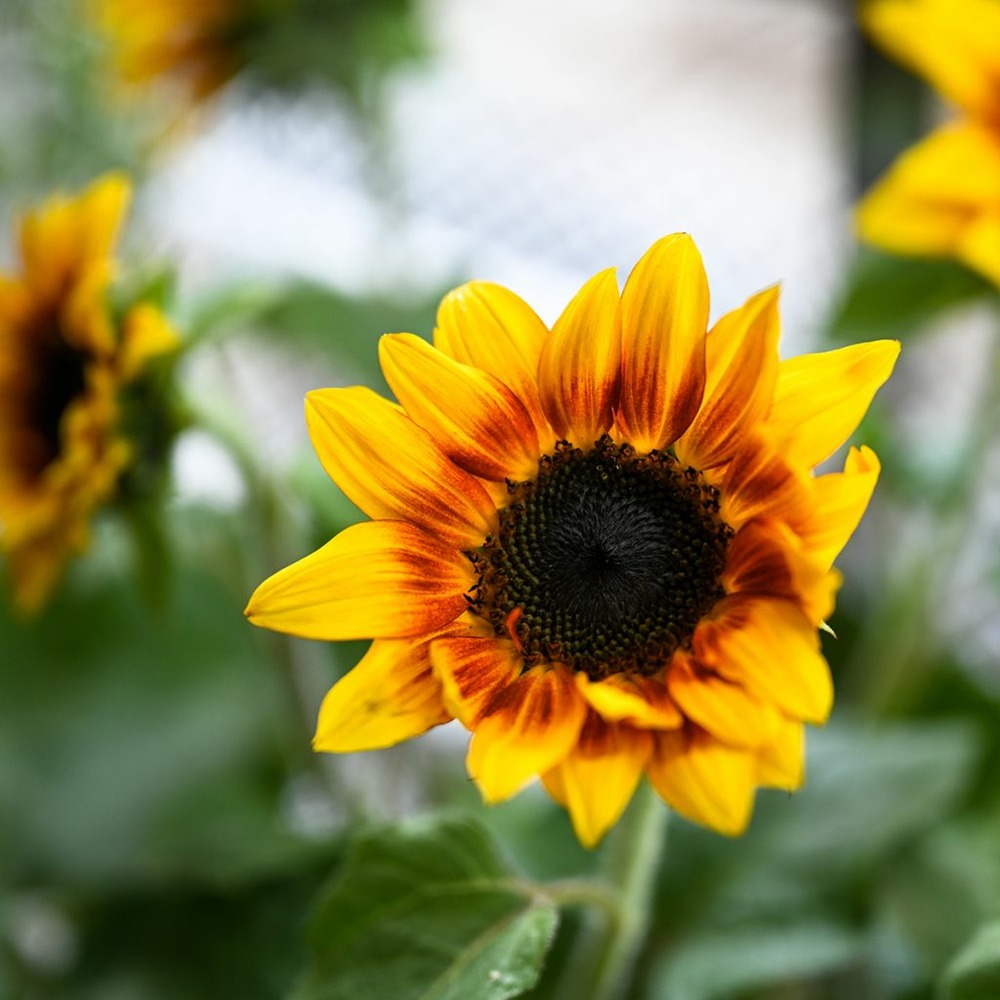 Soleil, tournesol 'helios flame f1' le sachet de 25 graines environ