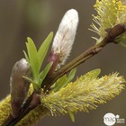 Salix sachalinensis sekka : c.4l