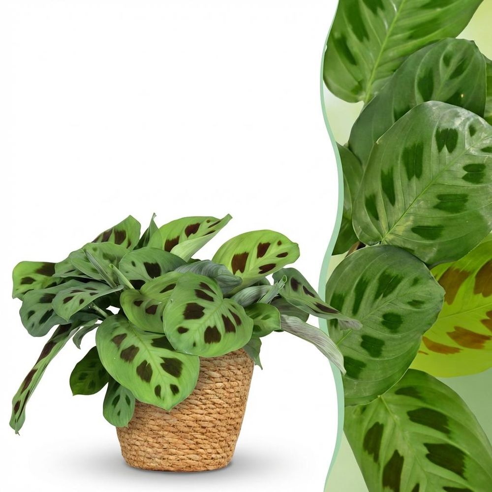 Maranta fascinator kerchoveana - pet-friendly - pot de 12cm - hauteur 25cm - plantes d'intérieur