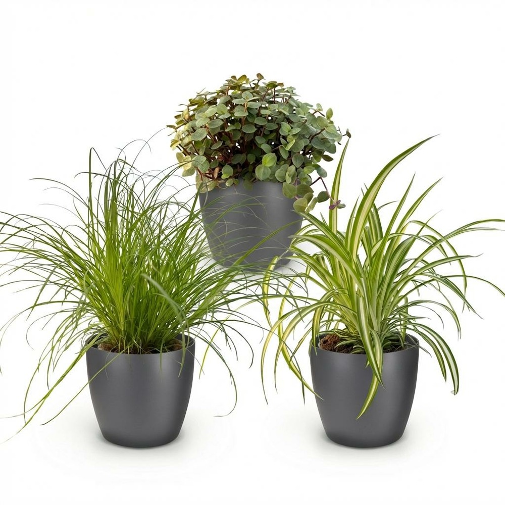 Lot de 3 - cyperus - plantes amies des animaux - h30 cm