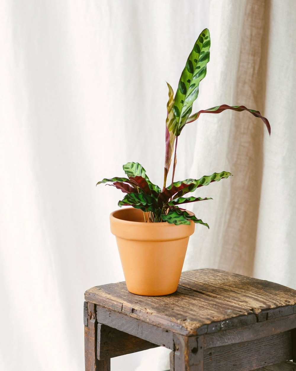 Calathea lancifolia cm - plante d'intérieur