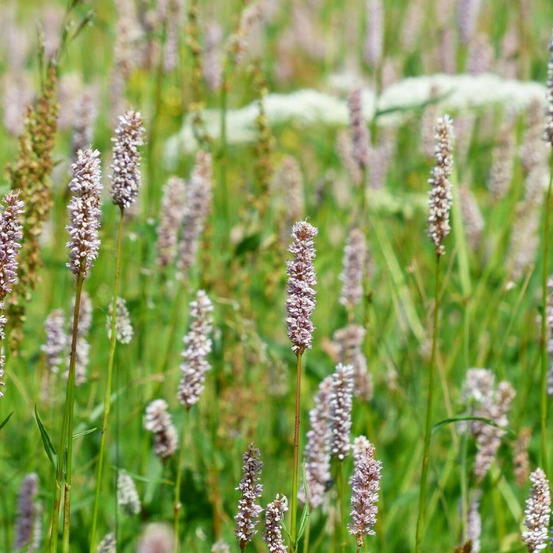 Persicaire blanche lot de 5 godets