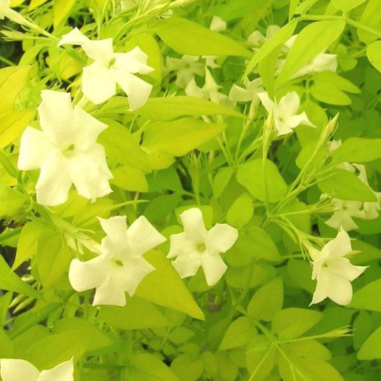 Jasmin blanc aureum pot de 2l - tuteur bambou 60/90 cm