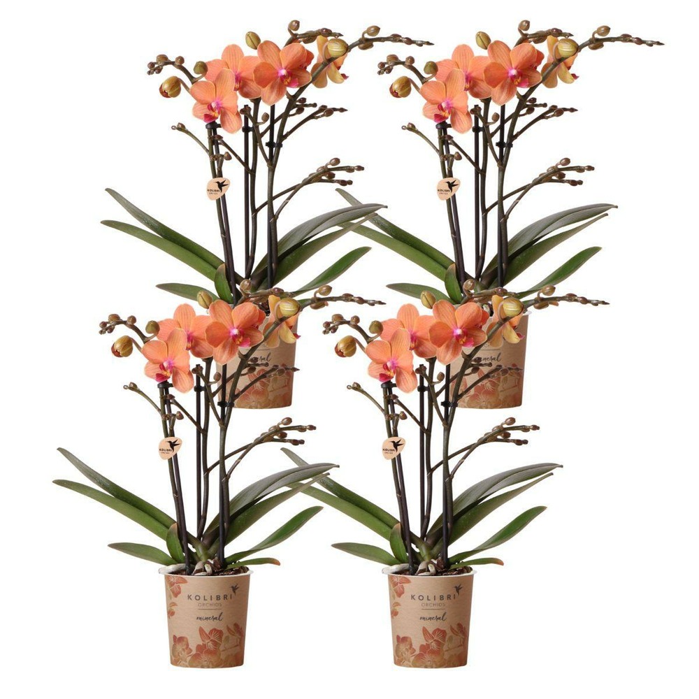 Lot de 4 orchidées bolzano orange - phalaenopsis cm - plante d'intérieur