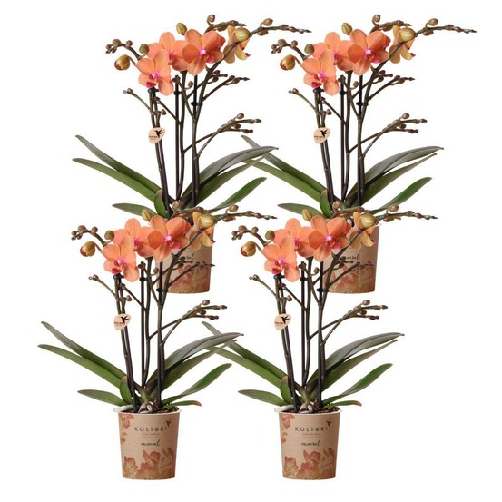 Lot de 4 orchidées bolzano orange - phalaenopsis cm - plante d'intérieur