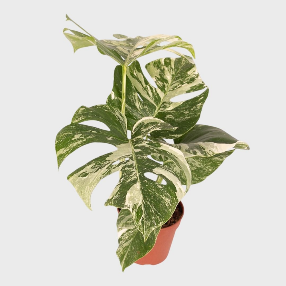 Monstera deliciosa variegata - 45cm