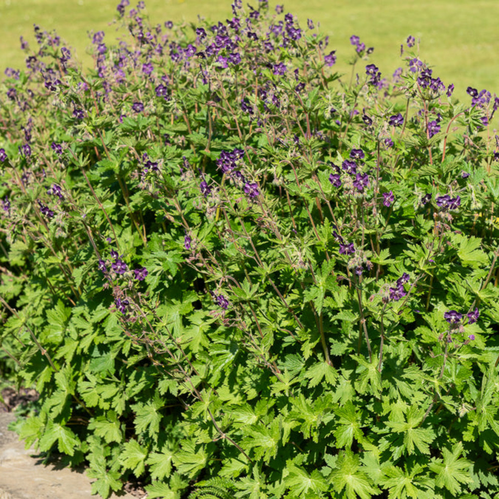 Géranium vivace livide - le pot / ø 9cm