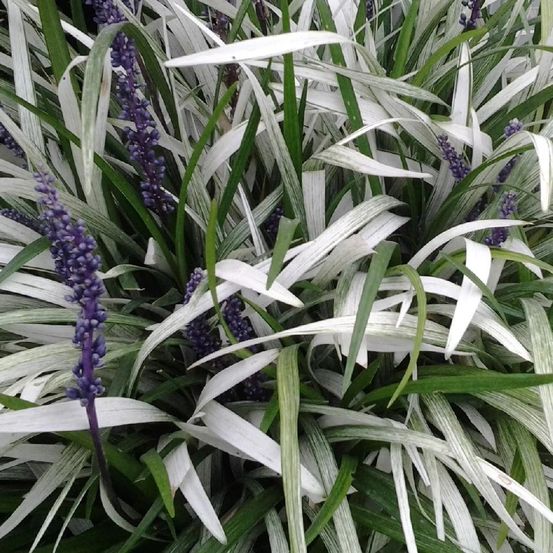 Liriope muscari okina lot de 3 godets