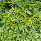 Aucuba du japon variegata, le pot / 2l / hauteur livrée 25-30cm