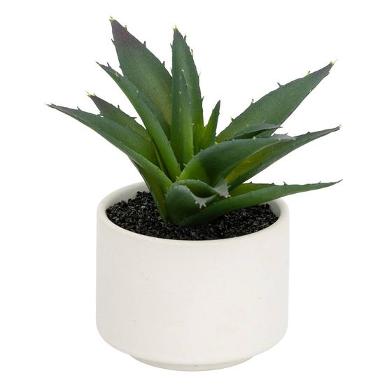 Plante grasse en pot h13