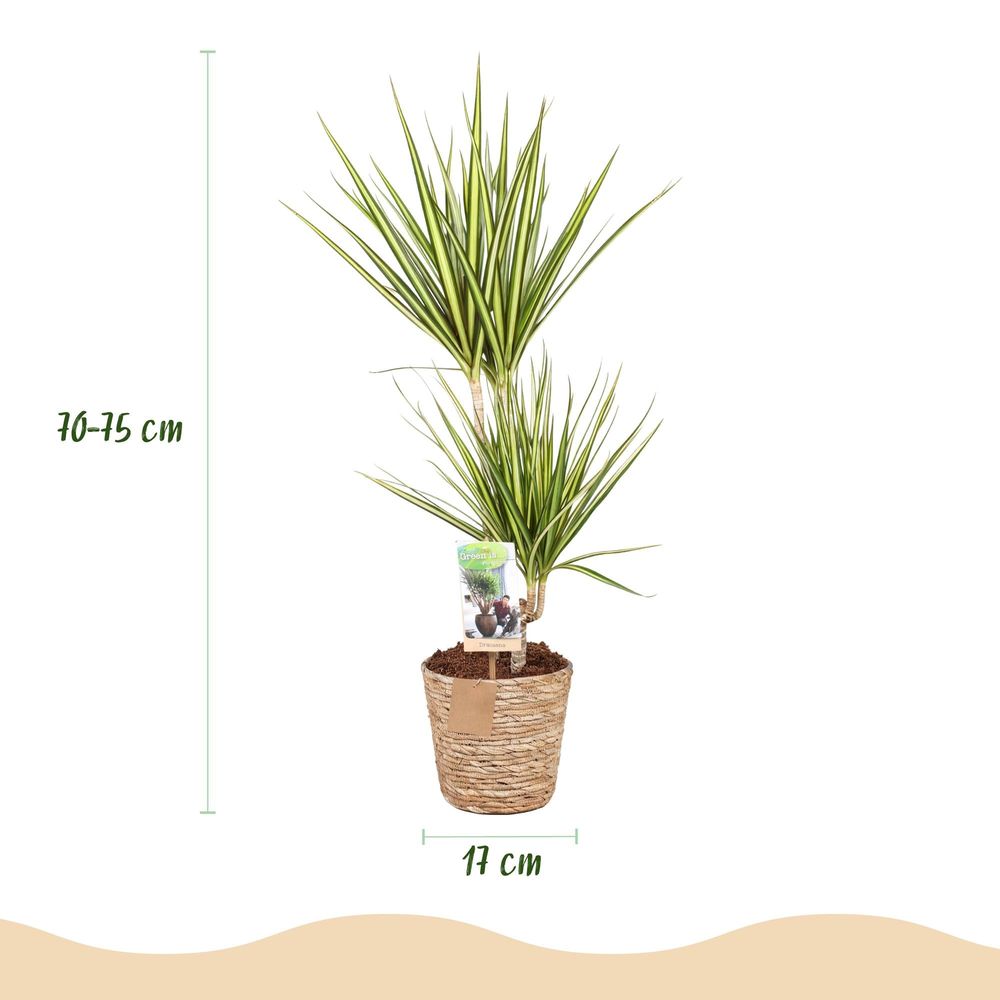 Dracaena sunray