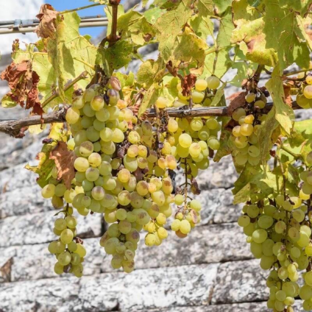 Vigne 'chenin' (vitis 'chenin')