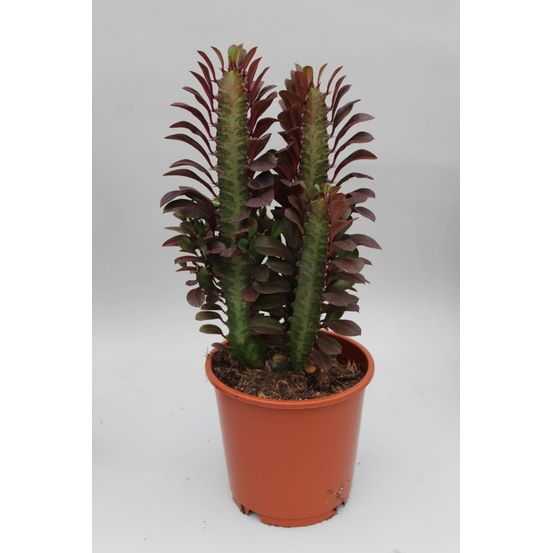 Euphorbia trigona rubra - ø12cm - ↕40cm - plantes d'intérieur