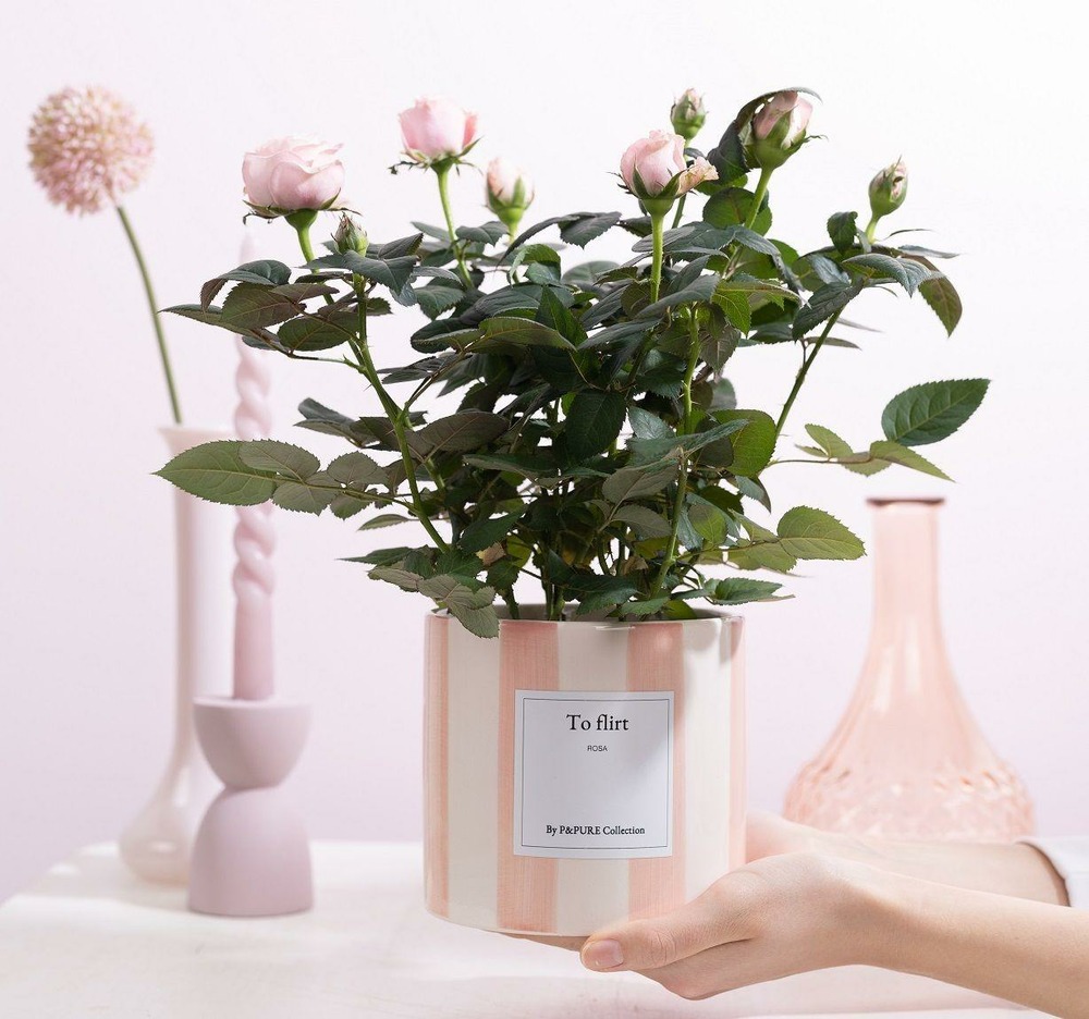 Rosier rose et pot céramique 