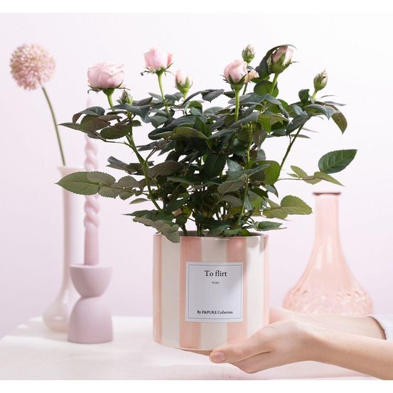 Rosier rose et pot céramique
