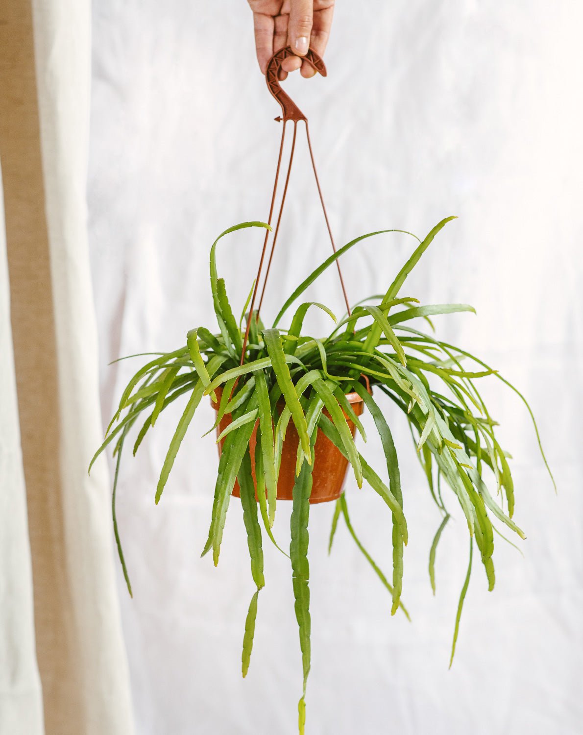 Plante d'intérieur - rhipsalis 25cm