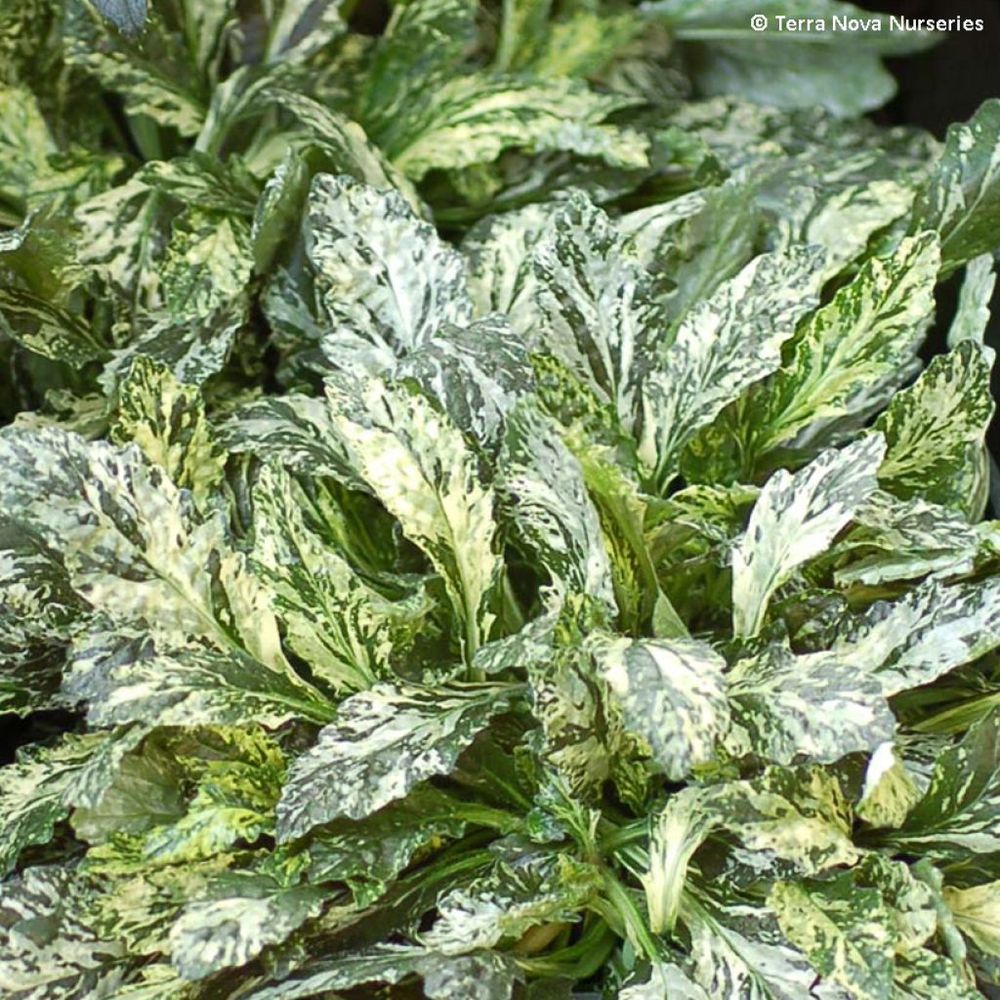 Bugle rampant 'sparkler' pot de 2l/3l