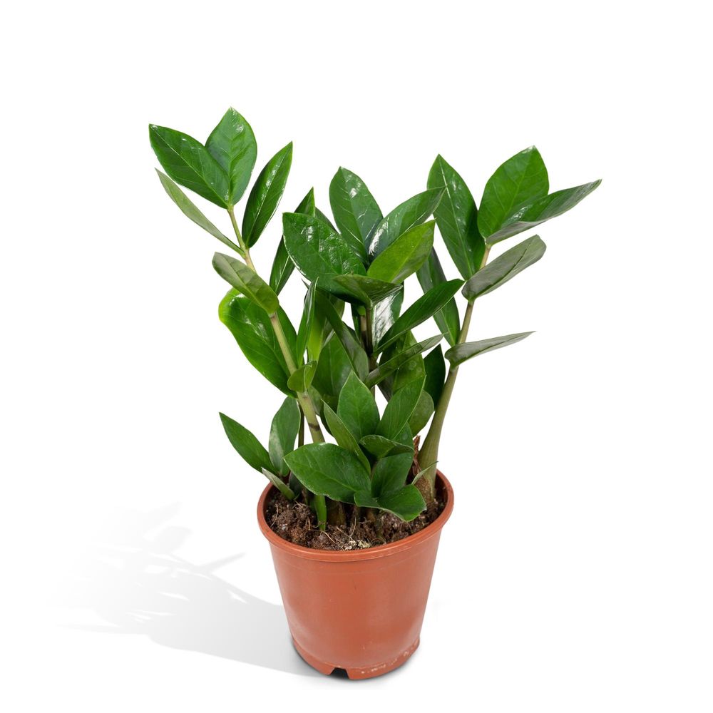 Zamioculas - ø12cm - ↕35cm - plantes d'intérieur