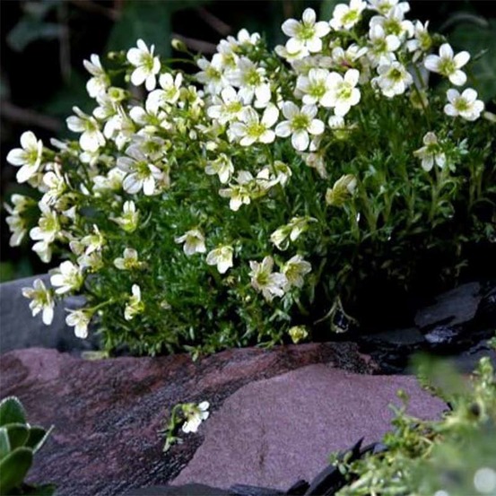Saxifrage d'arends 'white pixie' godet de 8/9 cm