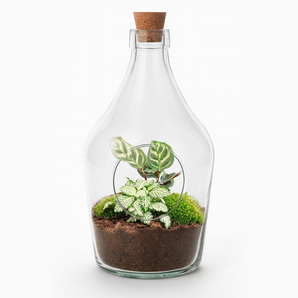 Terrarium ouvert en bouteille de verre 3 l avec calathea ou bonsaï et fittonia, hauteur 30 cm - terra - bonsaï et fittonia ruby lime