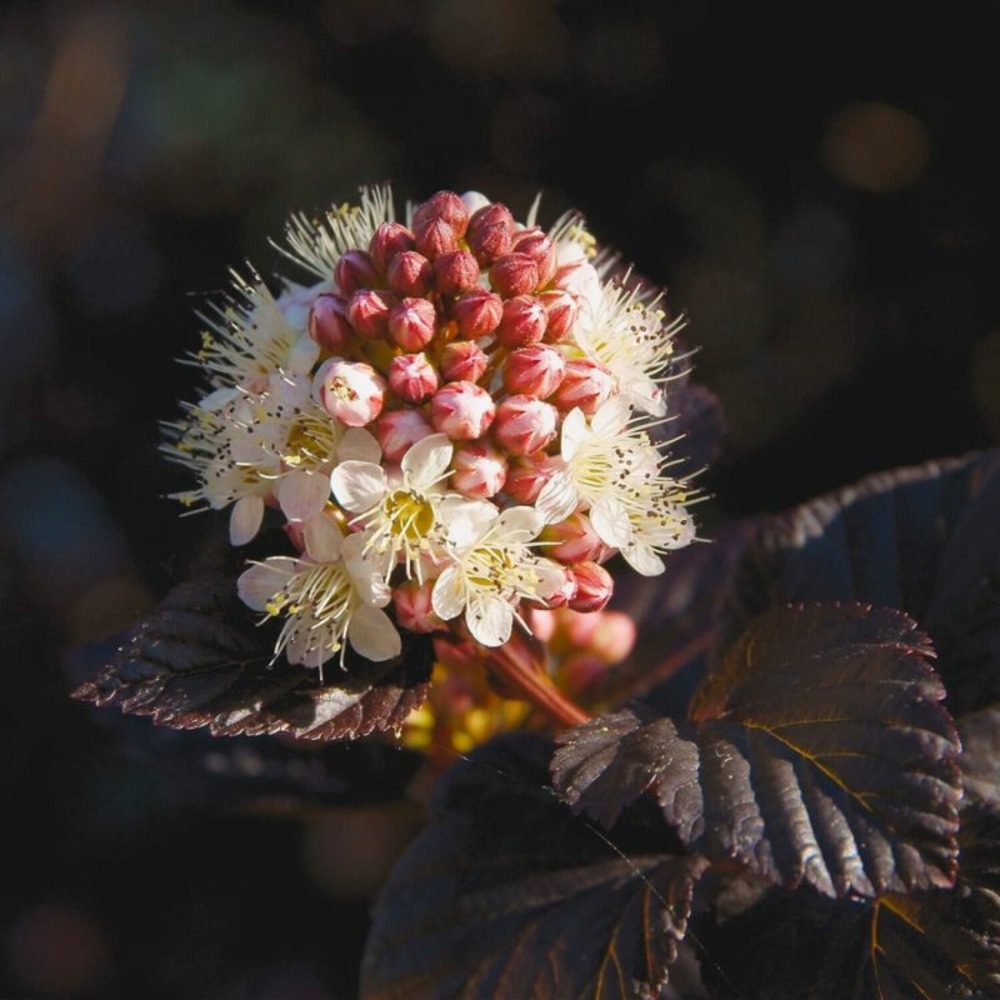 Physocarpe à feuilles d'obier 'diabolo' (physocarpus opulifolius 'diabolo')