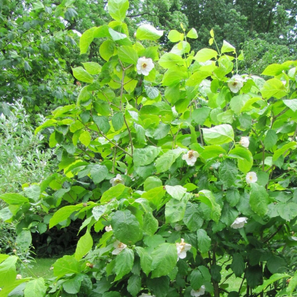 Arbre aux anémones venus®, calycanthus pot de 3l - 40/60 cm
