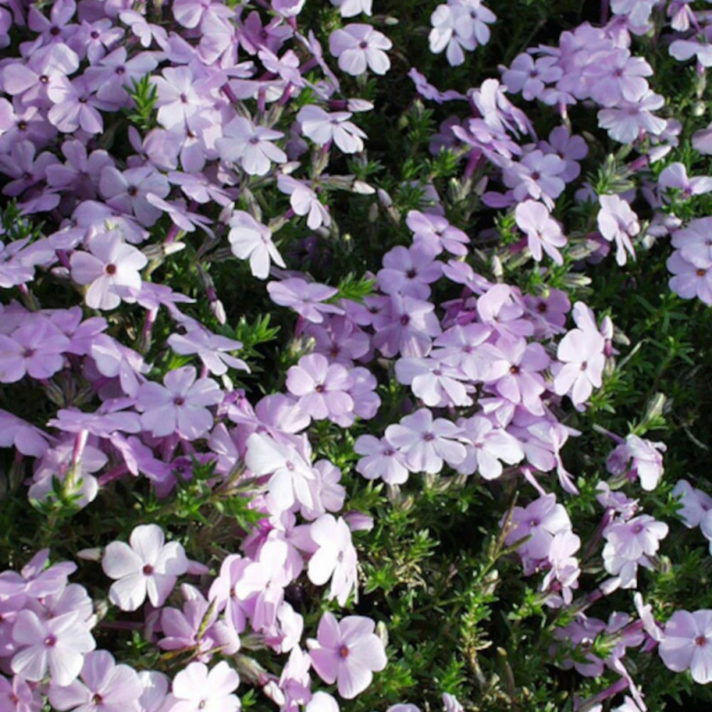 Phlox nain lilac cloud, phlox mousse lot de 5 godets