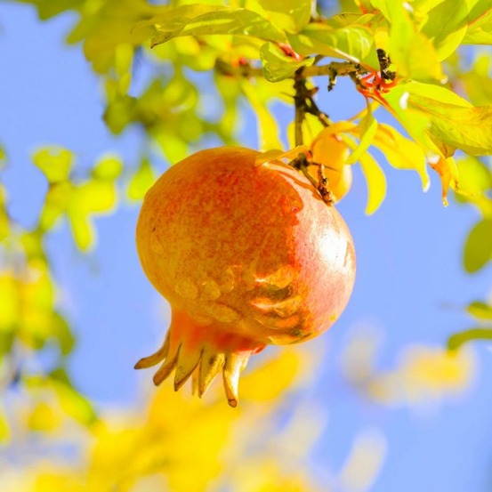 Grenadier (Punica Granatum)