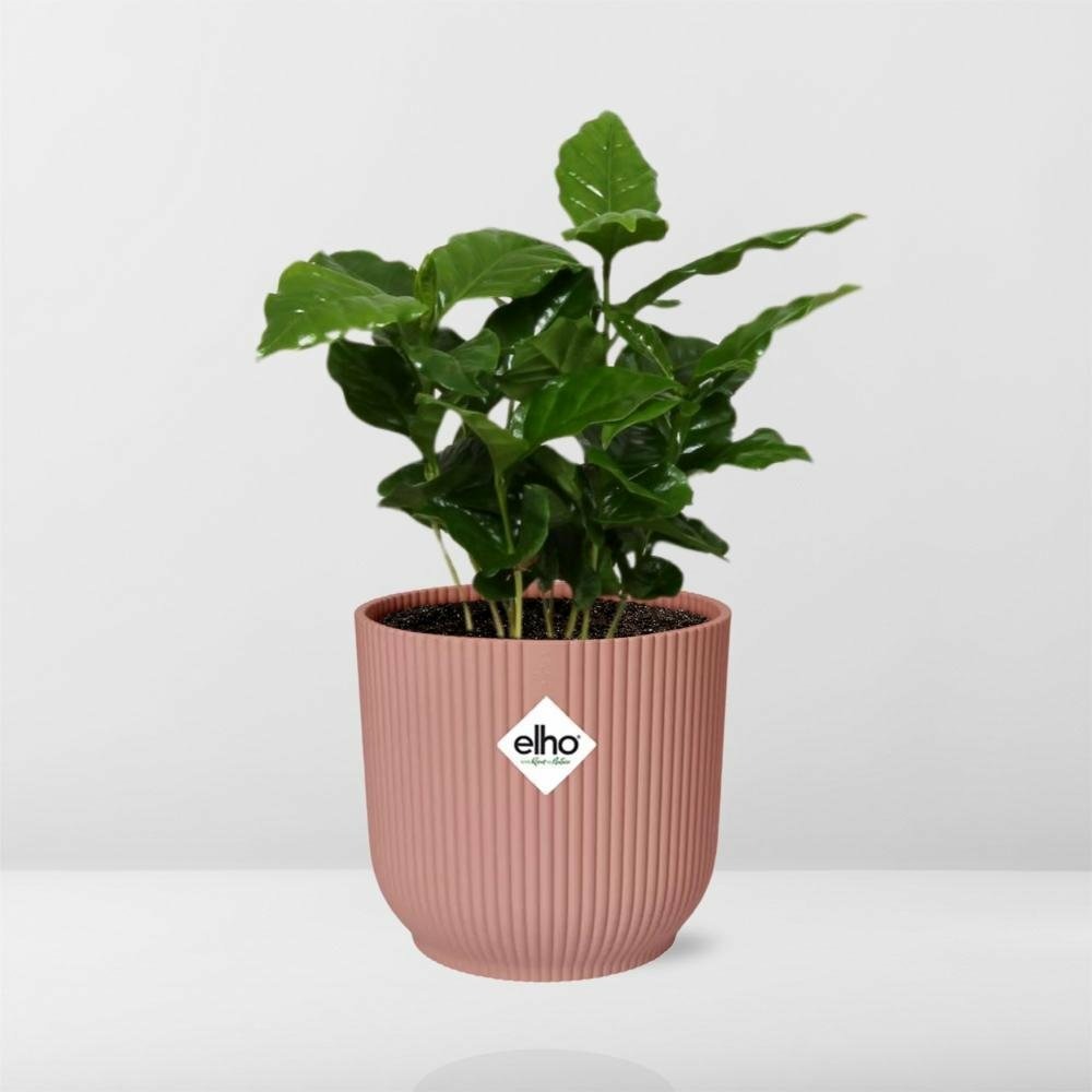 Coffea arabica 14cm rose