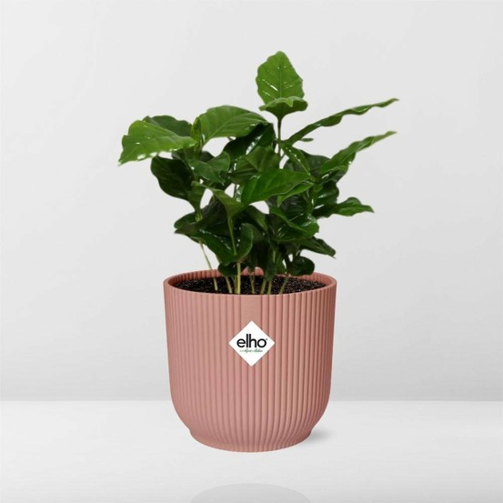 Coffea arabica 14cm rose