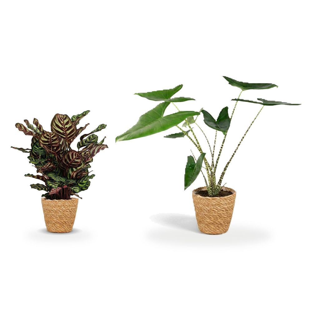 Duo exotique paniers naturels — alocasia zebrina & calathea makoyana