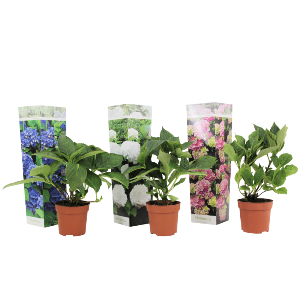 Hortensia - set de 3 - hydrangea macrophylla - hauteur 25-40cm - ⌀9cm