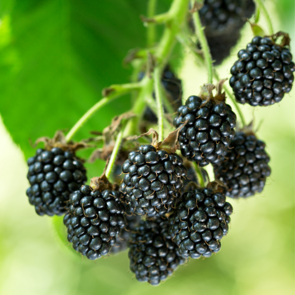 Mûrier black satin - rubus fruticosus black satin 50/60cm