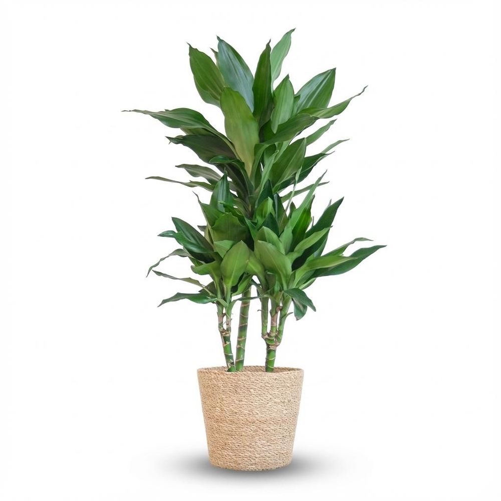 Dracaena janet lindt - pot de 21cm - hauteur 95cm - plantes d'intérieur