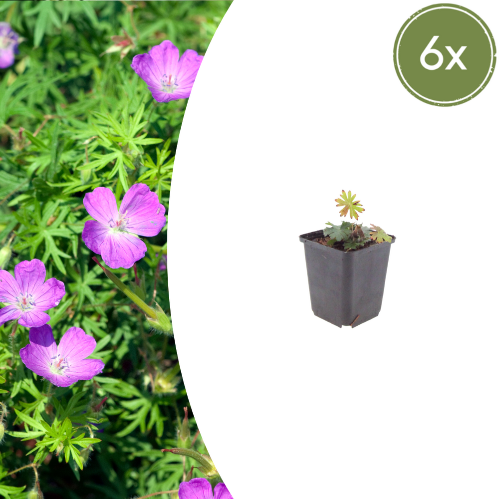 Lot de 48 - géranium sanguin (geranium sanguineum) ''