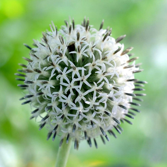 Boule azurée arctic, echinops lot de 5 godets