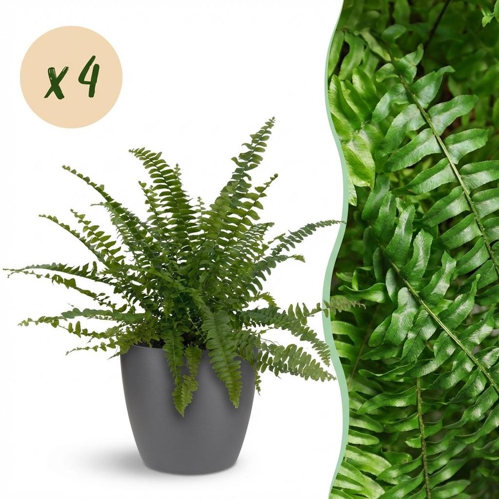 Nephrolepsis exaltata green lady - pet-friendly - pot de 12cm - hauteur 25-30cm - plantes d'intérieur