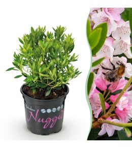 Rhododendron bloombux rose - h 20-25 cm, pot ø10 cm